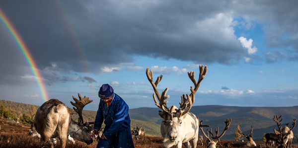 Tsaatan Reindeer Herder